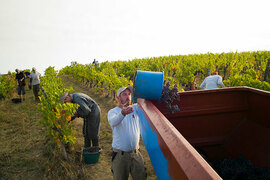 Domaine-rene-rieux-sociales-solidaires-vignes-esat-gaillac-81000.jpg